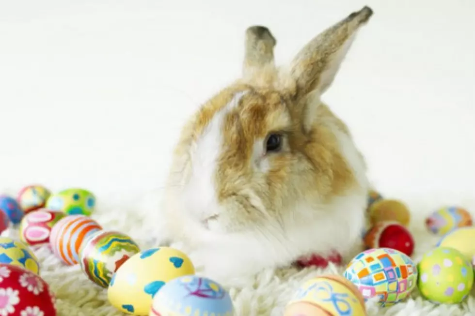 APRIL FOOLS: Wyo Game And Fish Give Hunting Licenses For Bunny Rabbits