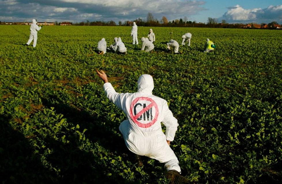 5 Facts You Need To Know About GMO’s In The Food You Eat