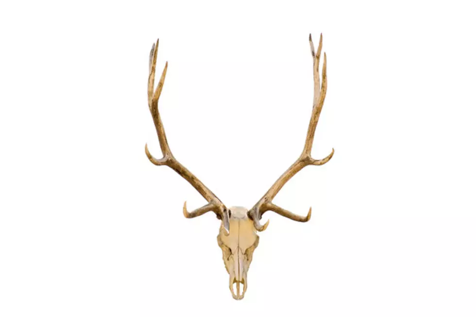 Wyoming Game & Fish Reminds Us Not To Pick Up Shed Antlers And Horns