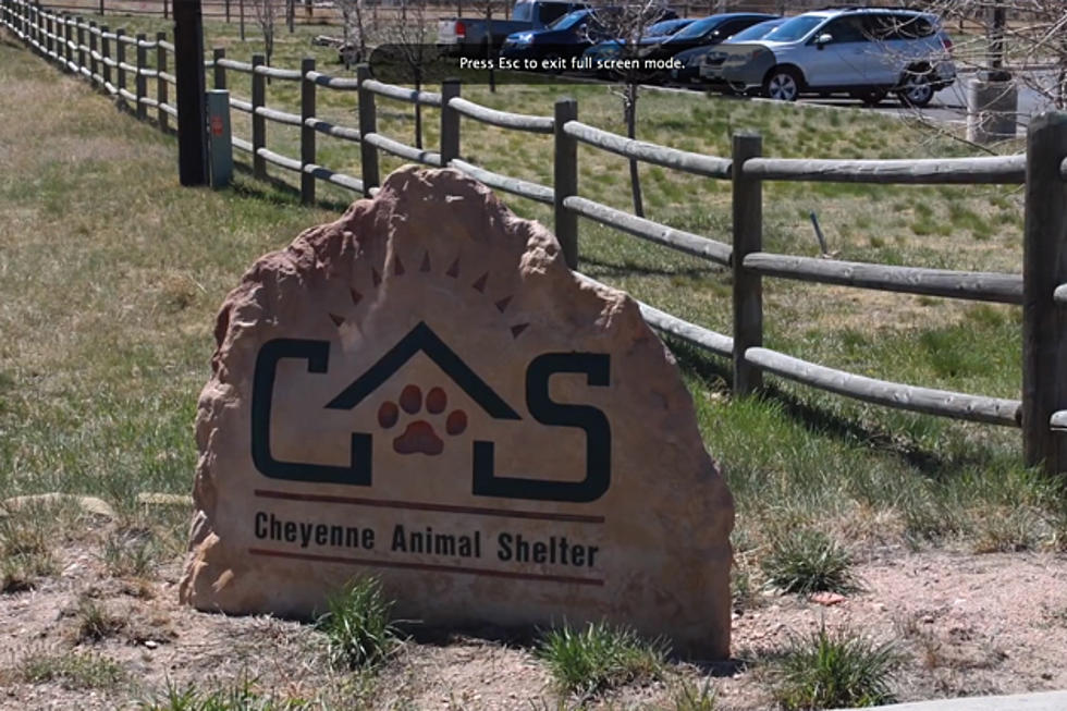 Cheyenne City Councilman To Introduce Animal Shelter Resolution