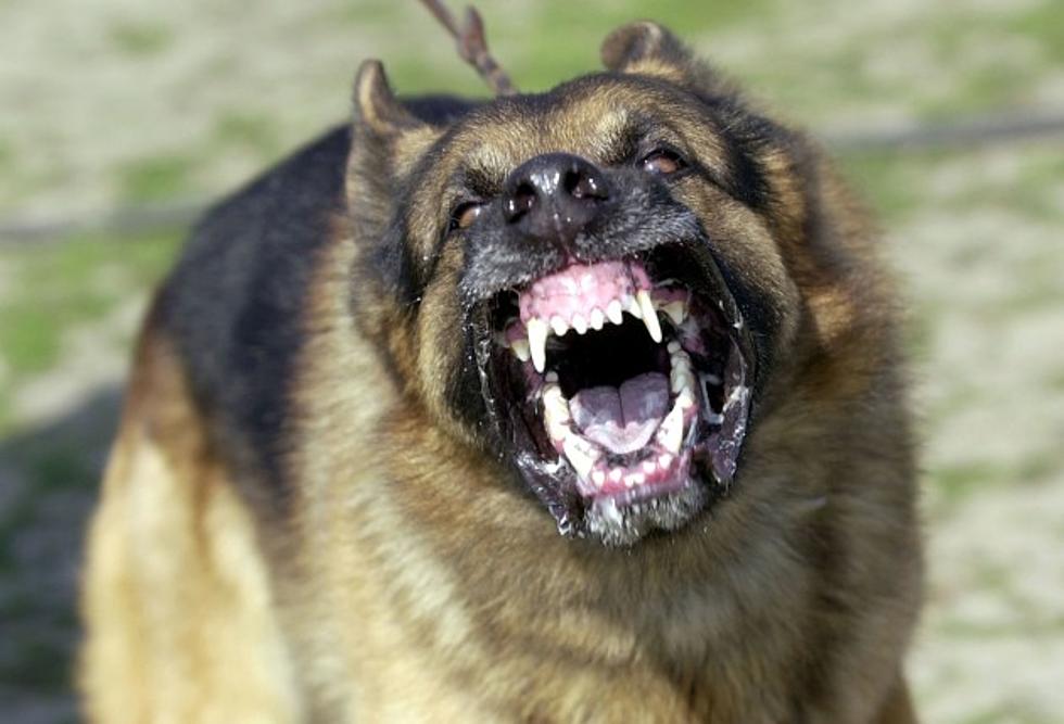 5 Dog Breeds That Are Known To Attack