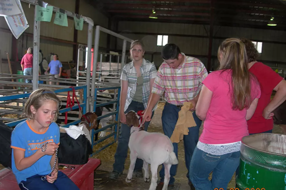 Lambs, Lambs And More Lambs At The Laramie County Fair [VIDEO]