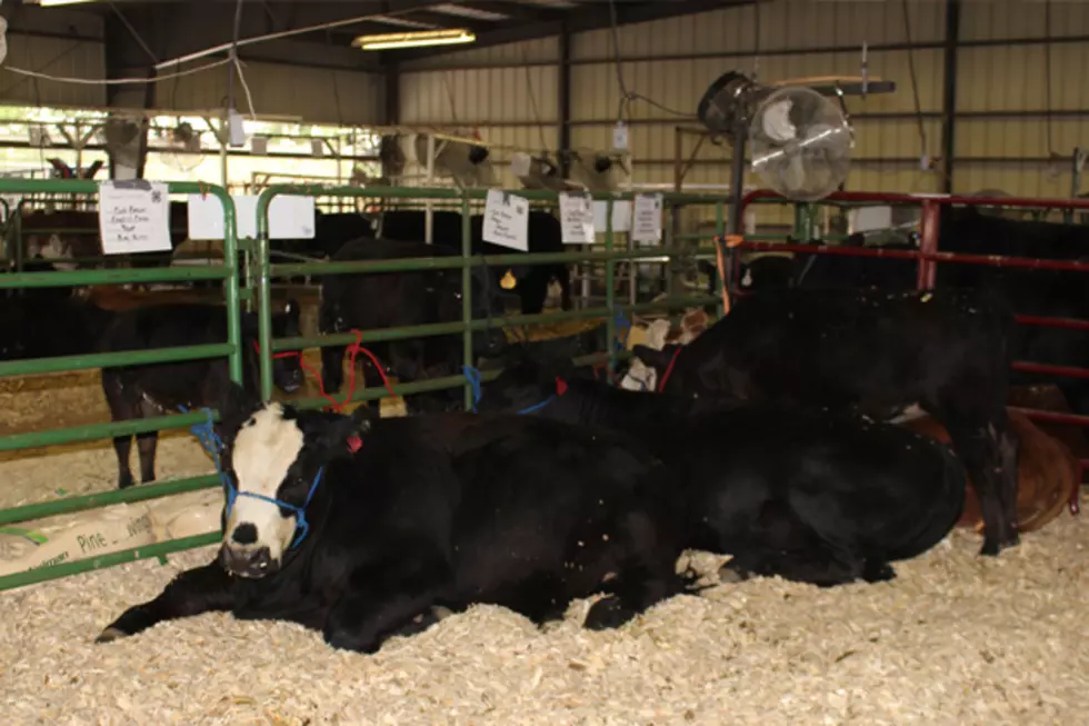 Kids Show Cattle At The Laramie County Fair At Frontier Park [VIDEO]