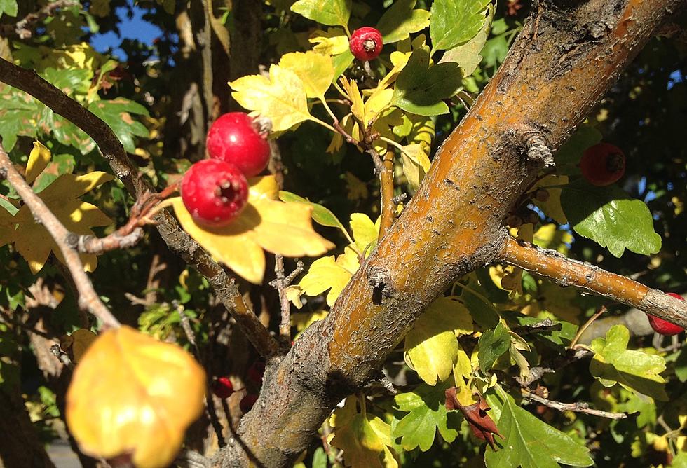 Cheyenne Kids Celebrate Treetober Fest [VIDEO]