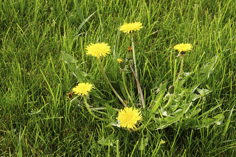 5 Ideas For What To Do With Dandelions In Your Yard In Laramie County