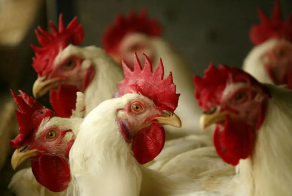 Johnson: Backyard Chickens ‘Not A Problem’ in Cheyenne