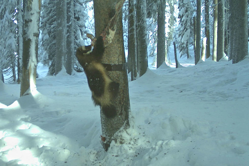 Wolverine Caught on Remote Camera in West-Central Idaho