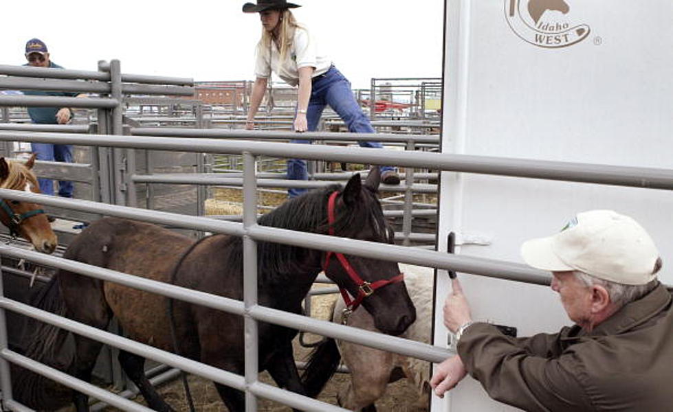 Cheyenne Horse Feed Drive To Help Autistic Kids Underway
