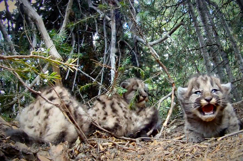 Amazing Video Reveals The Secret Life of Wyoming Mountain Lions