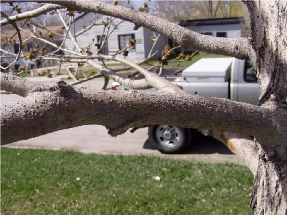 Cheyenne Crews Setting Traps For Destructive Bug