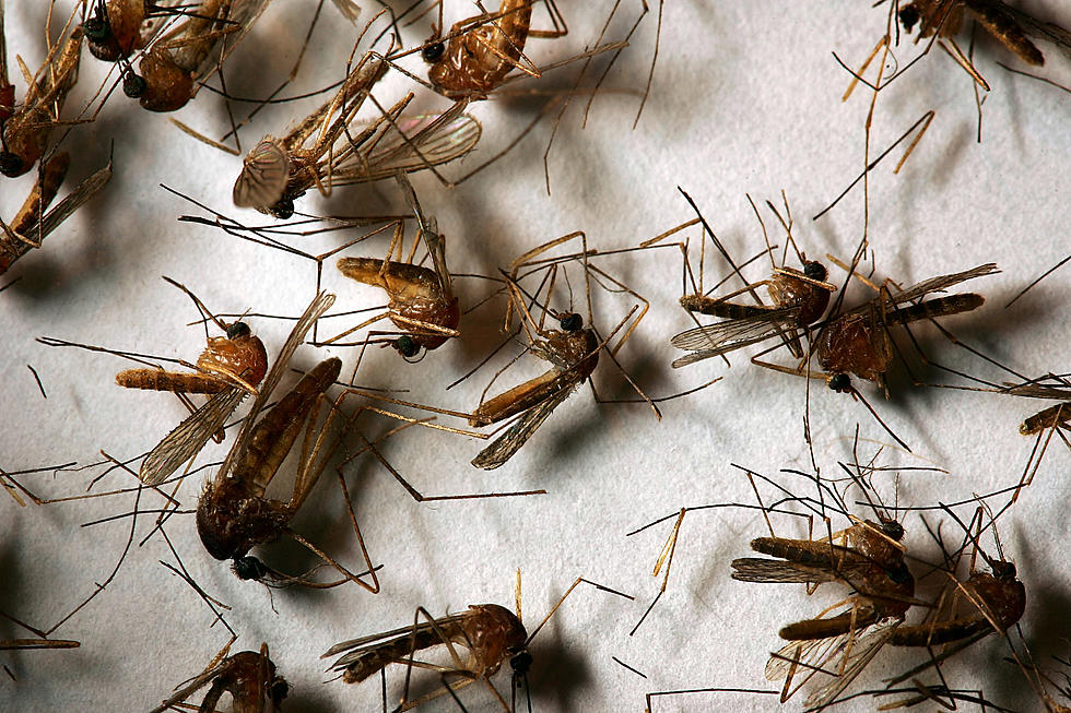 Wyoming Health Officials Issue West Nile Virus Warning