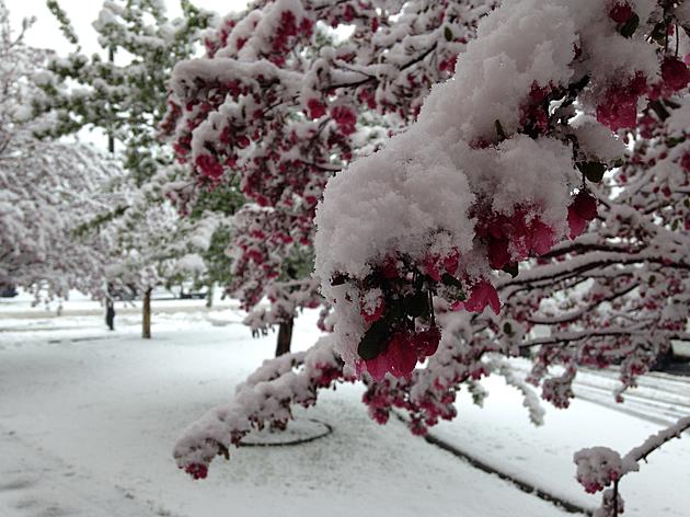 Visual Proof That It Does Snow in Colorado During the Month of June