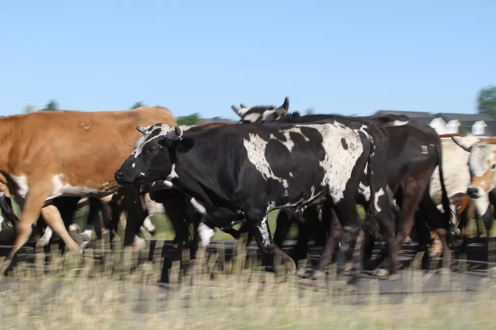 Brucellosis Found in Another Wyoming Herd