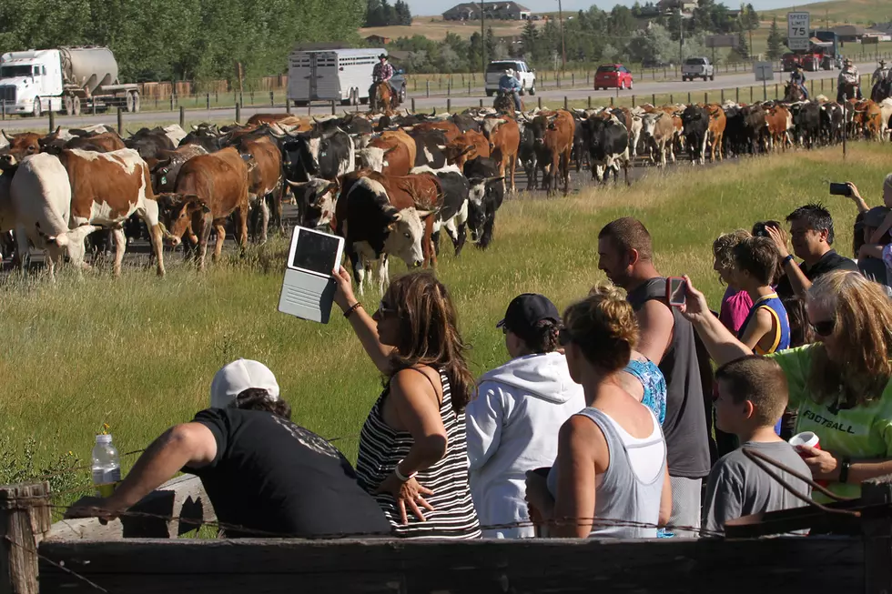 Cheyenne Frontier Days Kicks off With 2017 Cattle Drive [Photos, Video]