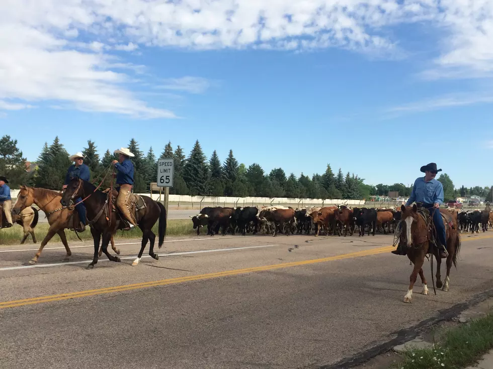 Cheyenne Frontier Days Kicks Off With Sunday Cattle Drive