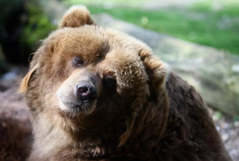 [VIDEO] Bear Jumps On Top Of Car When It Spots A Dog Inside