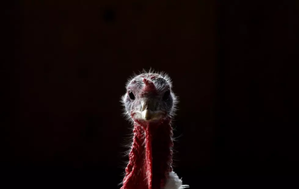 The 5 Times Thanksgiving Turkeys Fought Back And Won [VIDEOS]