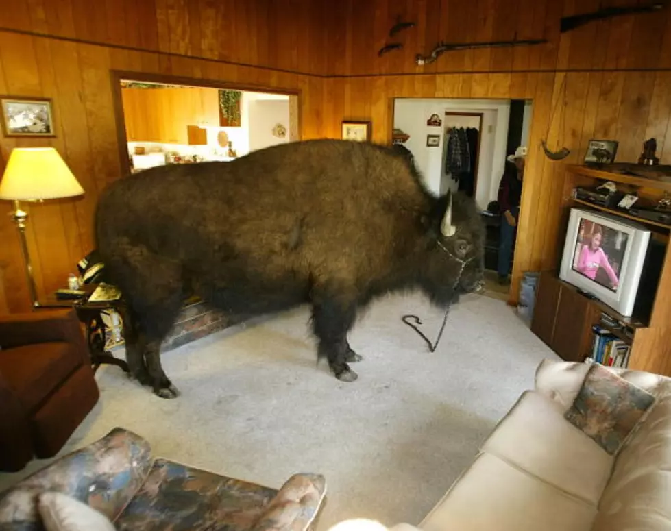 The Wildest Pet Buffaloes of the West [VIDEOS]