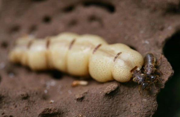 5 of the Creepiest Wyoming Bugs