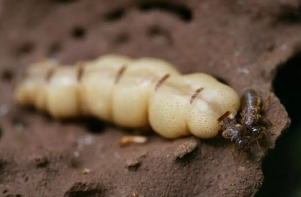 5 of the Creepiest Wyoming Bugs