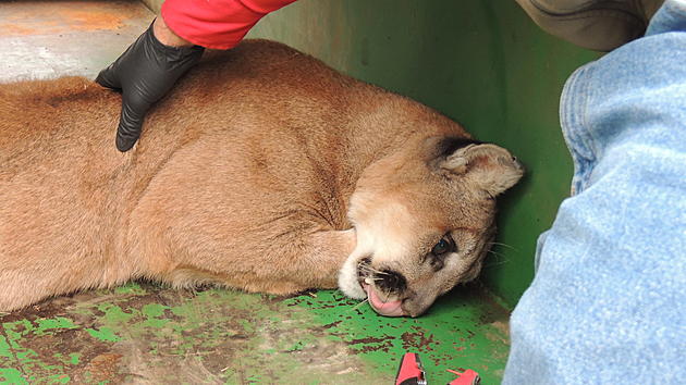 Emaciated Mountain Lion Euthanized in Northern Wyoming