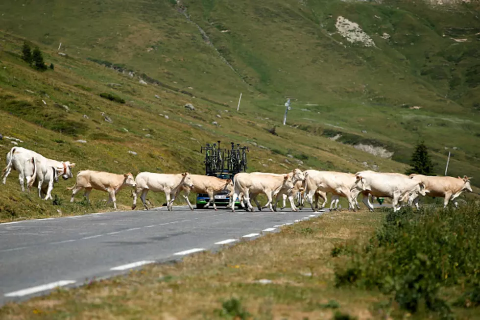 Rush Hour In Wyoming (5 Videos)