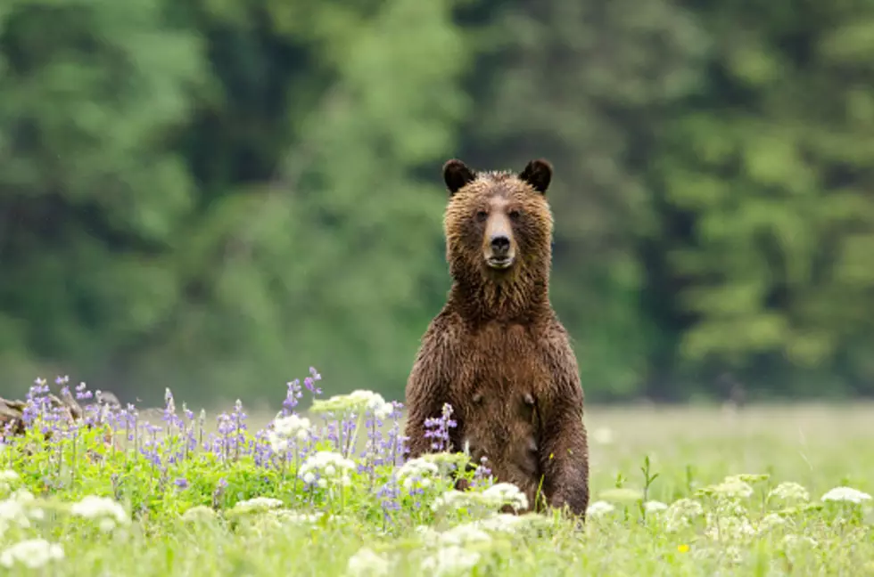 Wyoming Grizzly Makes Tourist Run (VIDEO)