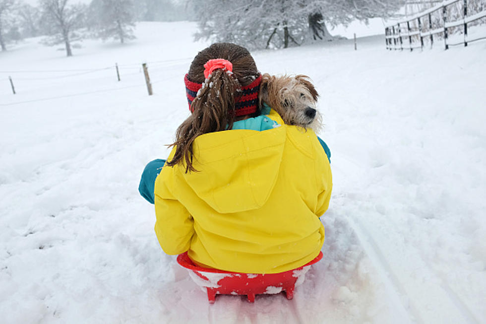 When Is It Too Cold For Your Dog?
