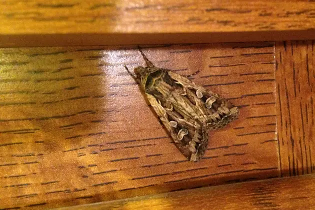 Miller Moths Invade Cheyenne [PHOTOS, VIDEO]