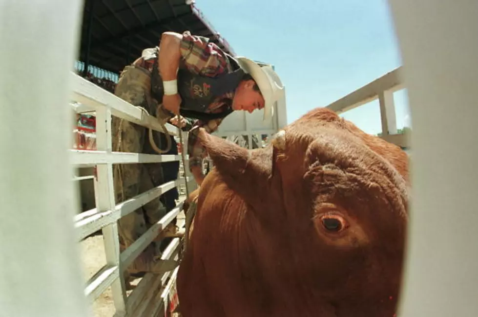 Drake The Bull Has A Message For CFD Cowboys [SATIRE]