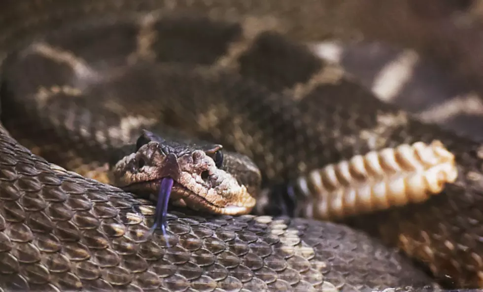 The Rattle Snake Dens Of Wyoming [5 VIDEOS]
