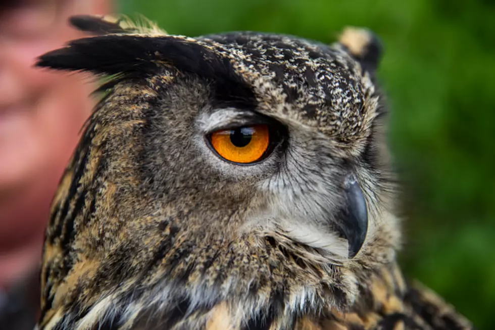 See The Owls Of Wyoming [5 NATURE VIDEOS]