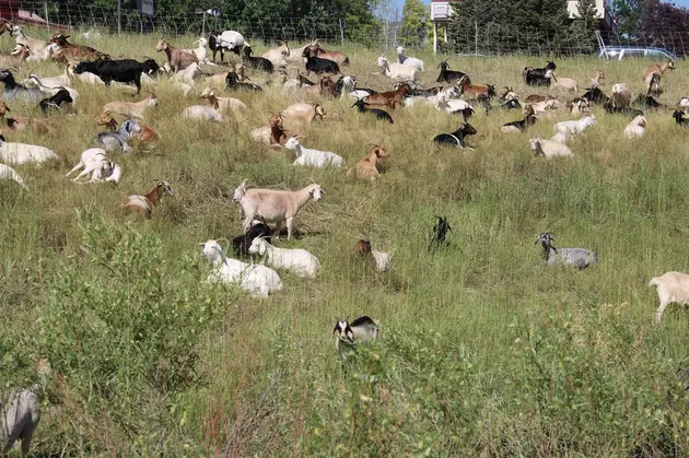 Weed-Eating Goats Return To Cheyenne