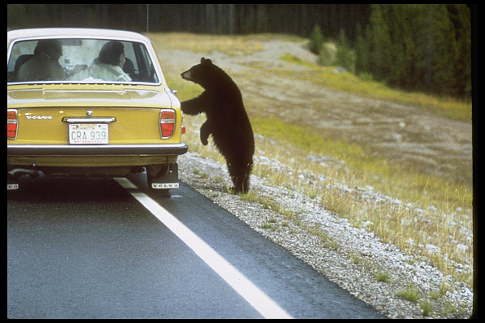 Yellowstone Bears Have Mastered Opening Car Doors [VIDEOS]