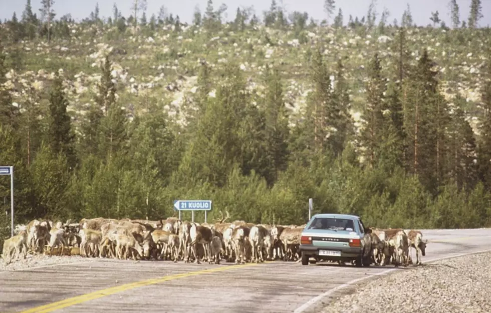 When Wild Herds Cross Wyoming Roads [VIDEOS]