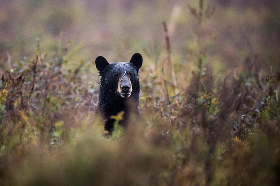 Woman Using Outhouse Attacked by Bear — From Below