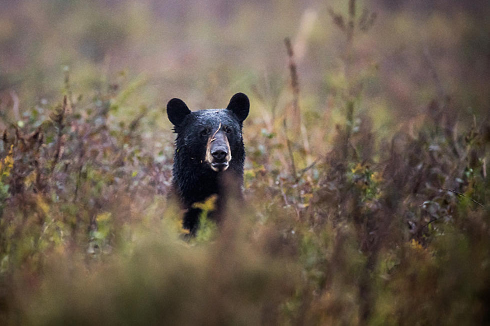 Wyoming Bear Attack Survivors Talk [VIDEOS]