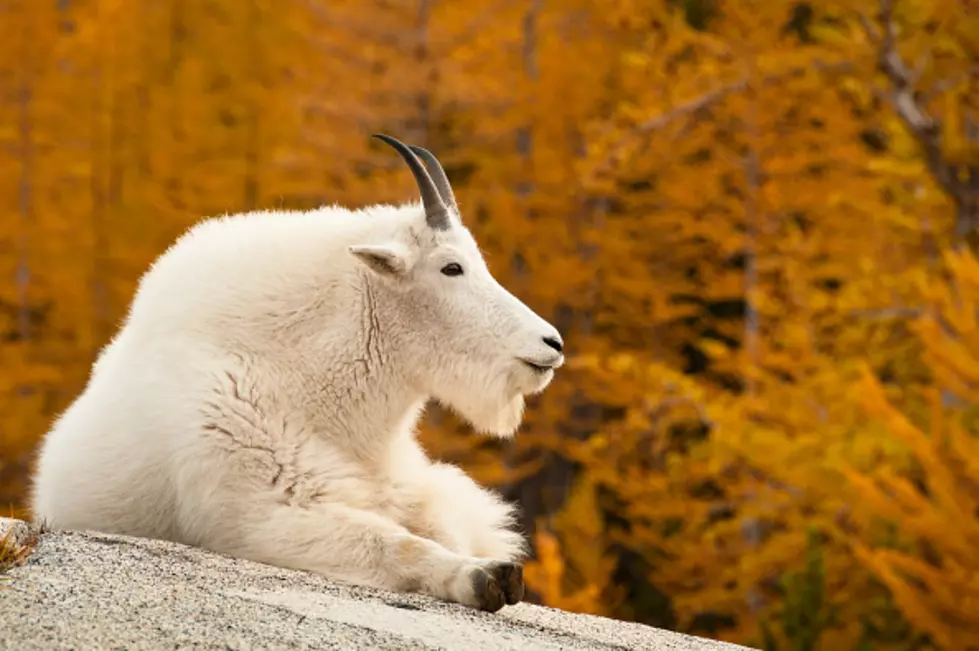 Those Amazing Wyoming Mountain Goats [VIDEO]