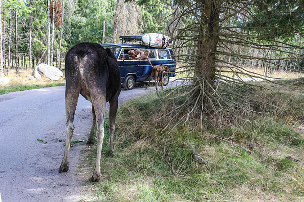 Don&#8217;t Let Wyoming Moose, Sheep Lick Your Car