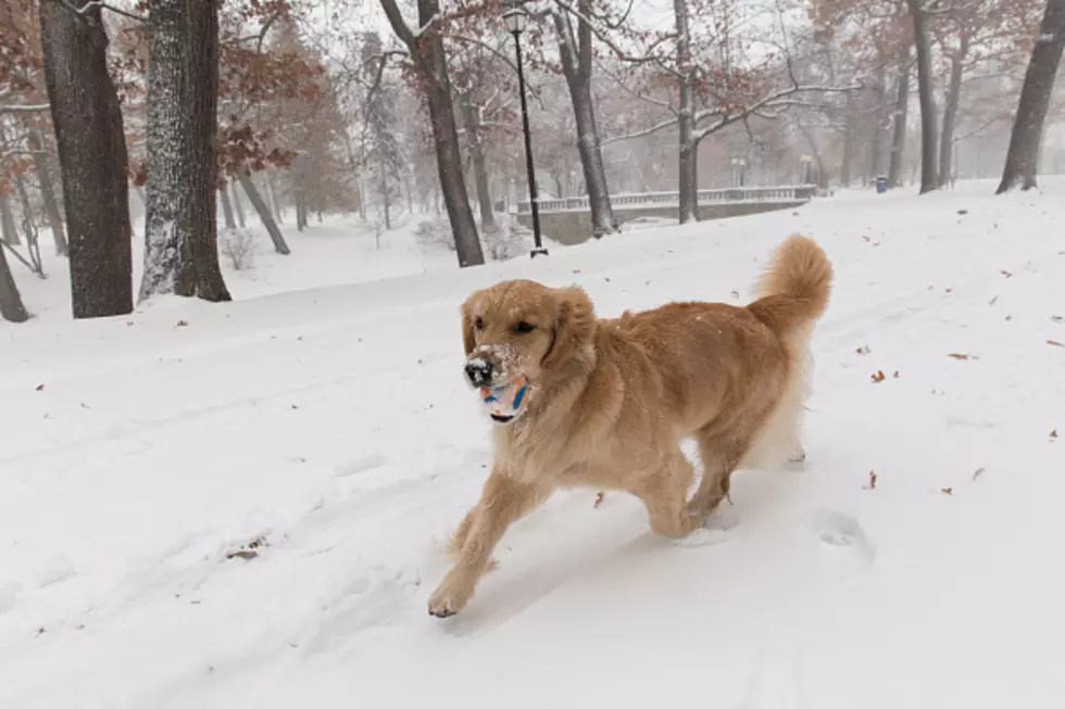 Dogs See Wyoming Snow For First Time [VIDEOS]