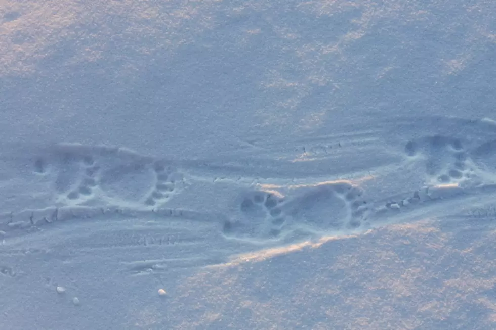 Tracking Animals In Wyoming Snow [VIDEOS]