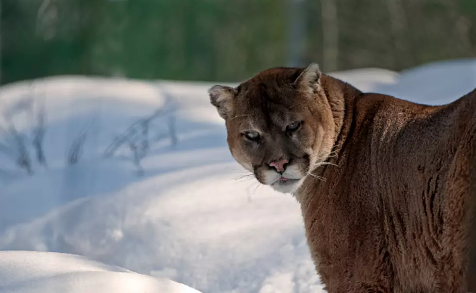 snow mountain lion