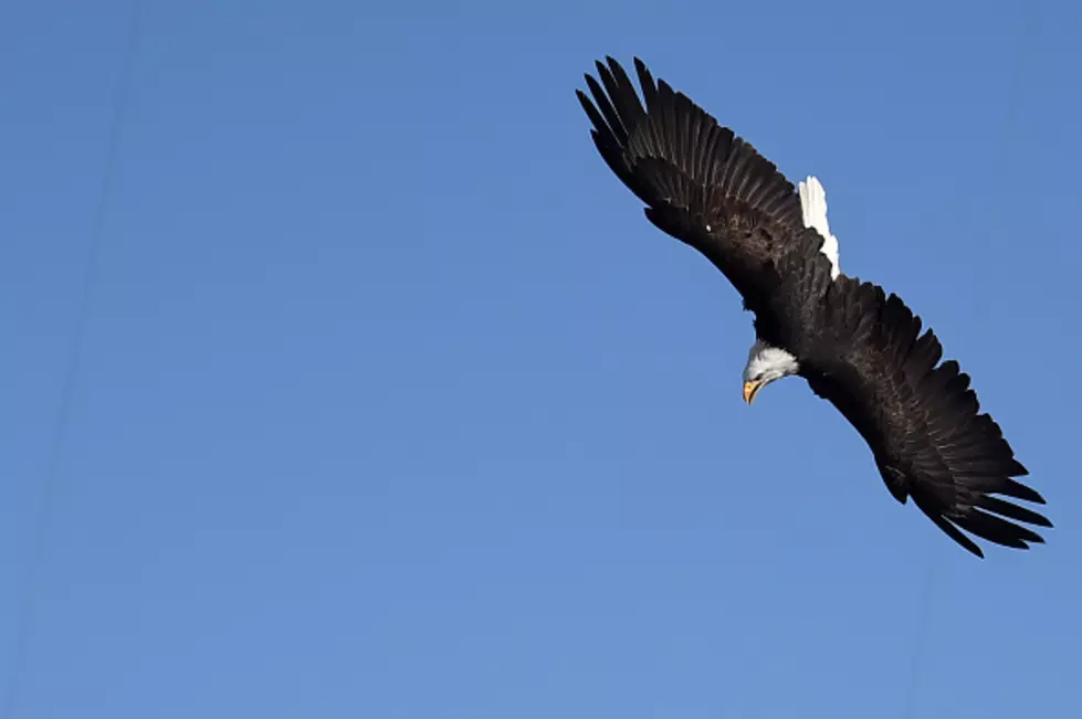 Wyo Volunteers Pick Up Eagle Count During Gov Shutdown