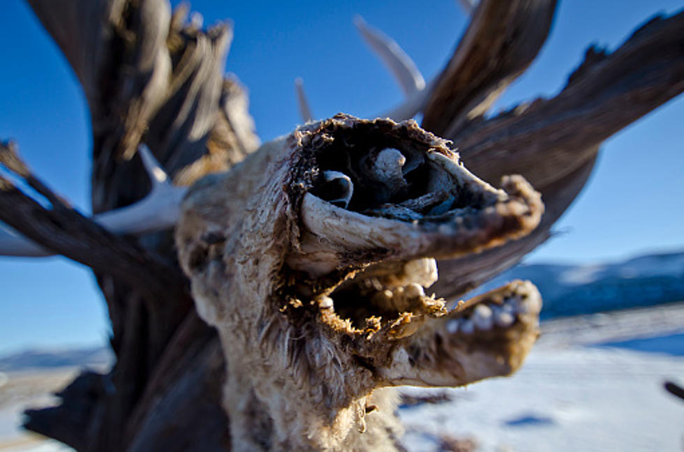 Zombie Deer In Wyoming? [VIDEO]