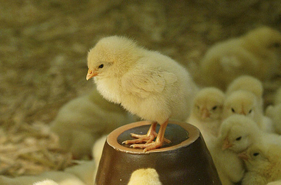 Wyoming Health Officials Issue Chick Disease Warning