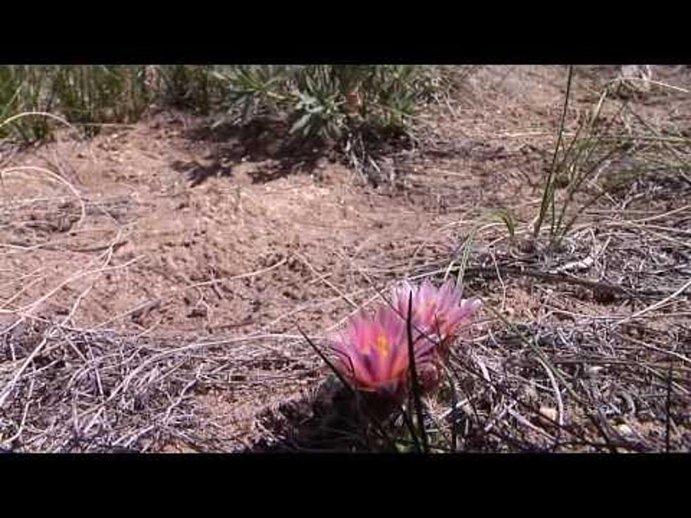 Time For Spring Flowers In Wyoming [VIDEOS]