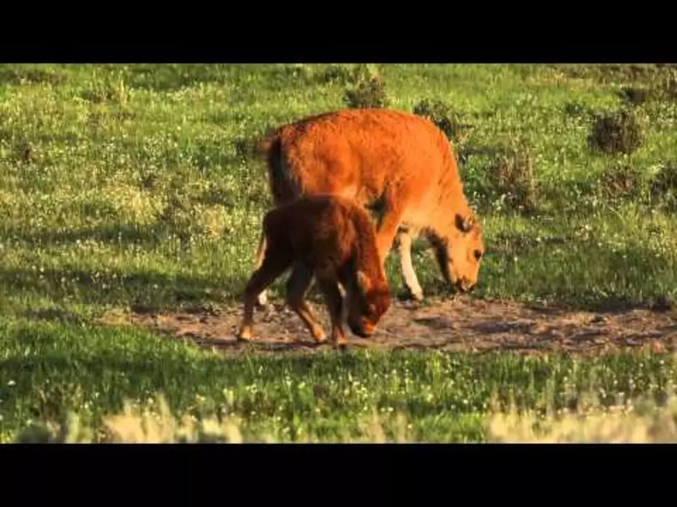 Spring Brings Bouncing Baby Bison To Wyoming [VIDEOS]