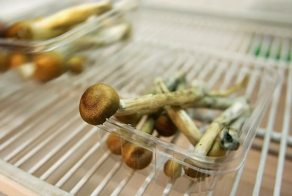 Denver Voters to Decide Legalizing ‘Magic Mushrooms’