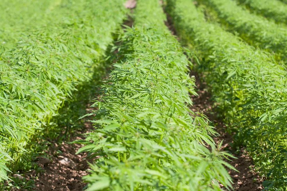 Wyoming Hemp Program Update