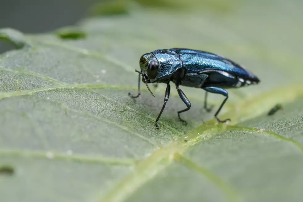 Emerald Ash Beetle Is Nearing Cheyenne